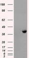 Protein Phosphatase Methylesterase 1 antibody, CF500823, Origene, Western Blot image 