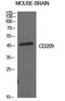 CD209 Molecule antibody, A01025-1, Boster Biological Technology, Western Blot image 