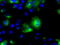 Nucleotide exchange factor SIL1 antibody, TA501010, Origene, Immunofluorescence image 