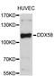 DExD/H-Box Helicase 58 antibody, abx126883, Abbexa, Western Blot image 