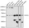 SRY-Box 11 antibody, 18-167, ProSci, Western Blot image 