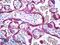 Milk Fat Globule-EGF Factor 8 Protein antibody, LS-B7201, Lifespan Biosciences, Immunohistochemistry frozen image 