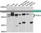Fc receptor-like protein 4 antibody, A05956, Boster Biological Technology, Western Blot image 