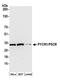 Pyrroline-5-Carboxylate Reductase 1 antibody, A304-837A, Bethyl Labs, Western Blot image 