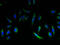 Epithelial Membrane Protein 3 antibody, A62470-100, Epigentek, Immunofluorescence image 