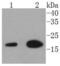 Eukaryotic Translation Initiation Factor 5A antibody, NBP2-67591, Novus Biologicals, Western Blot image 