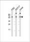 Heat Shock Protein Family A (Hsp70) Member 14 antibody, GTX81712, GeneTex, Western Blot image 