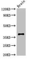 Caspase 12 (Gene/Pseudogene) antibody, orb51714, Biorbyt, Western Blot image 