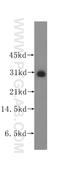Protein phosphatase 1M antibody, 12104-1-AP, Proteintech Group, Western Blot image 