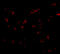 Protein bicaudal D homolog 1 antibody, 4663, ProSci, Immunofluorescence image 