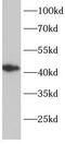 ETS Transcription Factor ELK3 antibody, FNab10053, FineTest, Western Blot image 