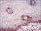 Ftl antibody, NBP2-37250, Novus Biologicals, Immunohistochemistry frozen image 
