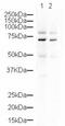 Cytoplasmic polyadenylation element-binding protein 3 antibody, ab10883, Abcam, Western Blot image 