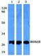 Homeobox C8 antibody, A06655, Boster Biological Technology, Western Blot image 