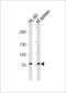 PR domain zinc finger protein 1 antibody, LS-C162120, Lifespan Biosciences, Western Blot image 