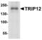 Probable E3 ubiquitin-protein ligase TRIP12 antibody, MBS153608, MyBioSource, Western Blot image 