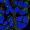 Mitochondrial Ribosomal Protein L20 antibody, PA5-61417, Invitrogen Antibodies, Immunofluorescence image 