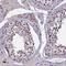 Ring Finger Protein 40 antibody, NBP1-88356, Novus Biologicals, Immunohistochemistry frozen image 