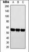 Cytochrome P450 Family 2 Subfamily D Member 6 antibody, orb376087, Biorbyt, Western Blot image 