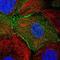 Sciellin antibody, NBP1-82138, Novus Biologicals, Immunofluorescence image 