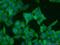 Cyclin Dependent Kinase 1 antibody, 19532-1-AP, Proteintech Group, Immunofluorescence image 
