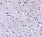 F-Box And Leucine Rich Repeat Protein 20 antibody, A12714, Boster Biological Technology, Immunohistochemistry frozen image 