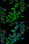 Quinoid Dihydropteridine Reductase antibody, 19-822, ProSci, Immunofluorescence image 