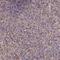 Leukocyte Receptor Cluster Member 8 antibody, NBP1-81357, Novus Biologicals, Immunohistochemistry frozen image 