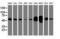 Lectin, Mannose Binding 1 antibody, NBP2-03381, Novus Biologicals, Western Blot image 