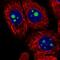 Mitochondrial RRNA Methyltransferase 2 antibody, PA5-62021, Invitrogen Antibodies, Immunofluorescence image 