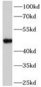 Fatty acid desaturase 2 antibody, FNab10288, FineTest, Western Blot image 