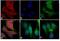 Mouse IgG antibody, SA5-10173, Invitrogen Antibodies, Immunofluorescence image 