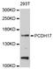 Protocadherin-17 antibody, abx126332, Abbexa, Western Blot image 