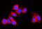 Ribosomal Protein L29 antibody, A05949-1, Boster Biological Technology, Immunofluorescence image 