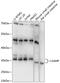 Limbic System Associated Membrane Protein antibody, 15-448, ProSci, Western Blot image 