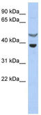 SOCS7 antibody, TA335617, Origene, Western Blot image 