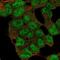 Lysine-specific demethylase 5C antibody, NBP2-55009, Novus Biologicals, Immunofluorescence image 