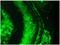 Cardiotin antibody, BM6043P, Origene, Immunofluorescence image 