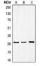 Cell Division Cycle Associated 3 antibody, LS-C353574, Lifespan Biosciences, Western Blot image 
