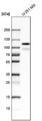 Protein Tyrosine Phosphatase Non-Receptor Type 12 antibody, NBP1-87188, Novus Biologicals, Western Blot image 