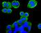 Metabotropic glutamate receptor 2 antibody, NBP2-67900, Novus Biologicals, Immunocytochemistry image 