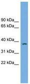 FK506-binding protein-like antibody, TA344698, Origene, Western Blot image 