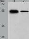 Carbonic Anhydrase 14 antibody, TA322418, Origene, Western Blot image 