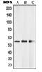 PBX/Knotted 1 Homeobox 2 antibody, orb215254, Biorbyt, Western Blot image 