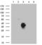 Somatostatin Receptor 3 antibody, LS-C796244, Lifespan Biosciences, Western Blot image 