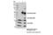 PYD And CARD Domain Containing antibody, 13833S, Cell Signaling Technology, Immunoprecipitation image 