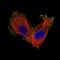 Integrin beta-8 antibody, NBP2-76480, Novus Biologicals, Immunocytochemistry image 