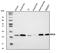 Ribosomal Protein L9 antibody, A14549-1, Boster Biological Technology, Western Blot image 
