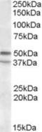 5-Hydroxytryptamine Receptor 7 antibody, TA311145, Origene, Western Blot image 