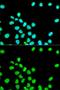 Lamin A/C antibody, orb48909, Biorbyt, Immunocytochemistry image 